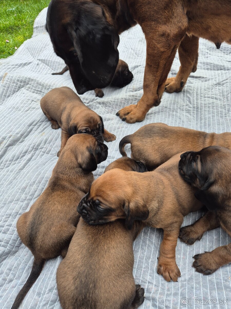 Šteniatka Bavorský farbiar - 2