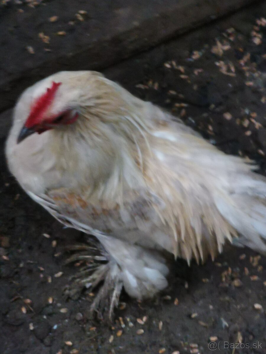 Kohúty liliputky aj milfler - 2