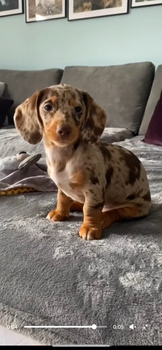 Kúpim šteniatko jazvečíka - 2