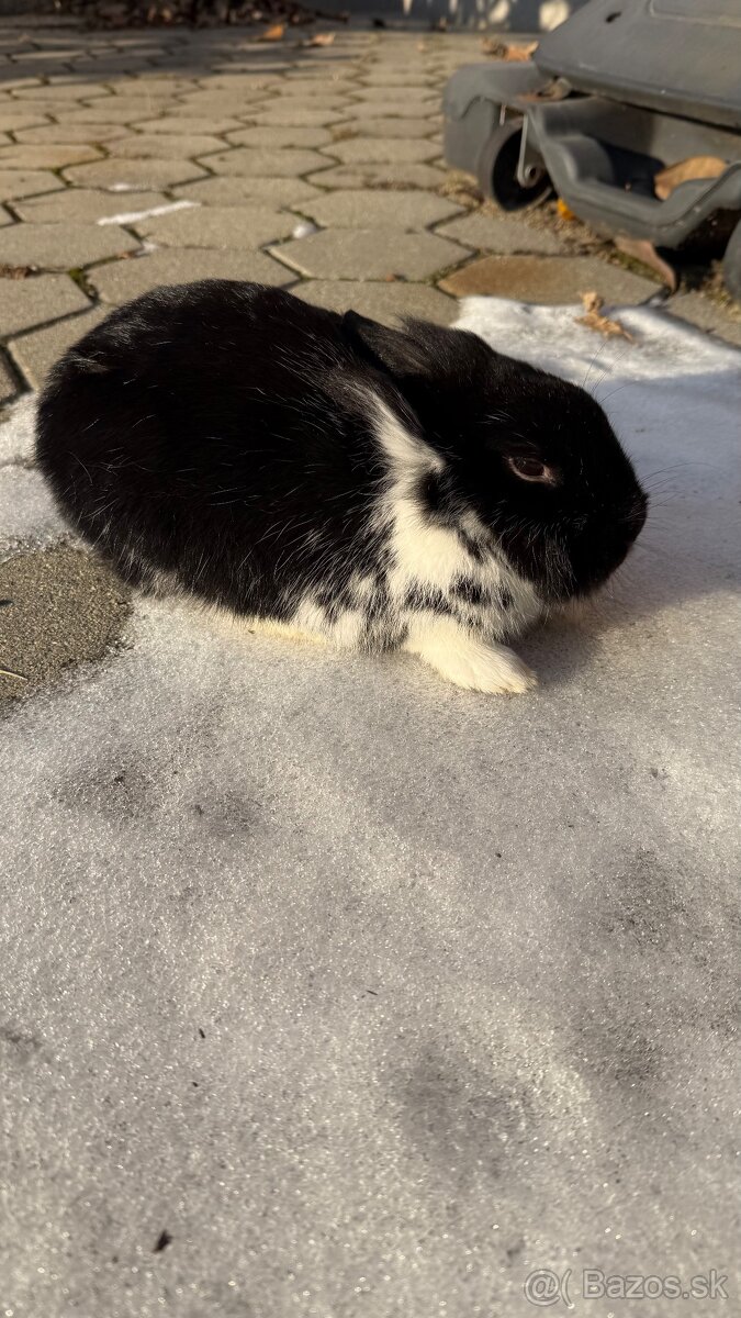 Zákrslý králik❤️ - 2