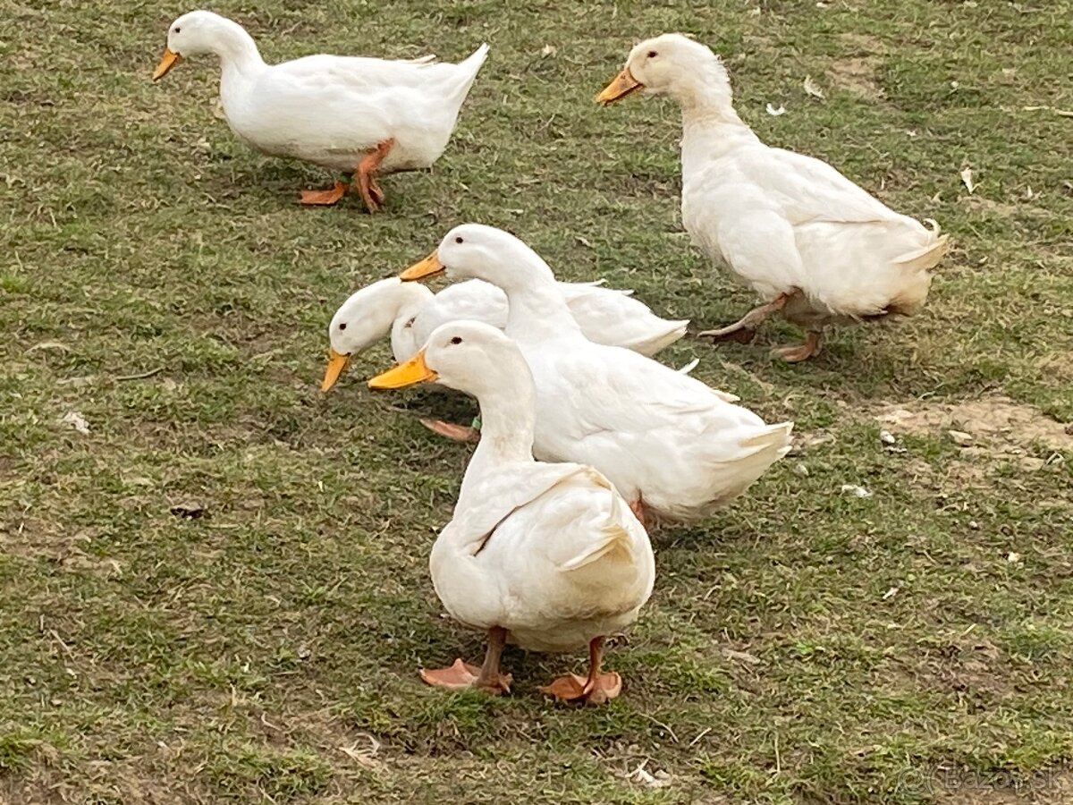 Nasadove vajcia peking - 2