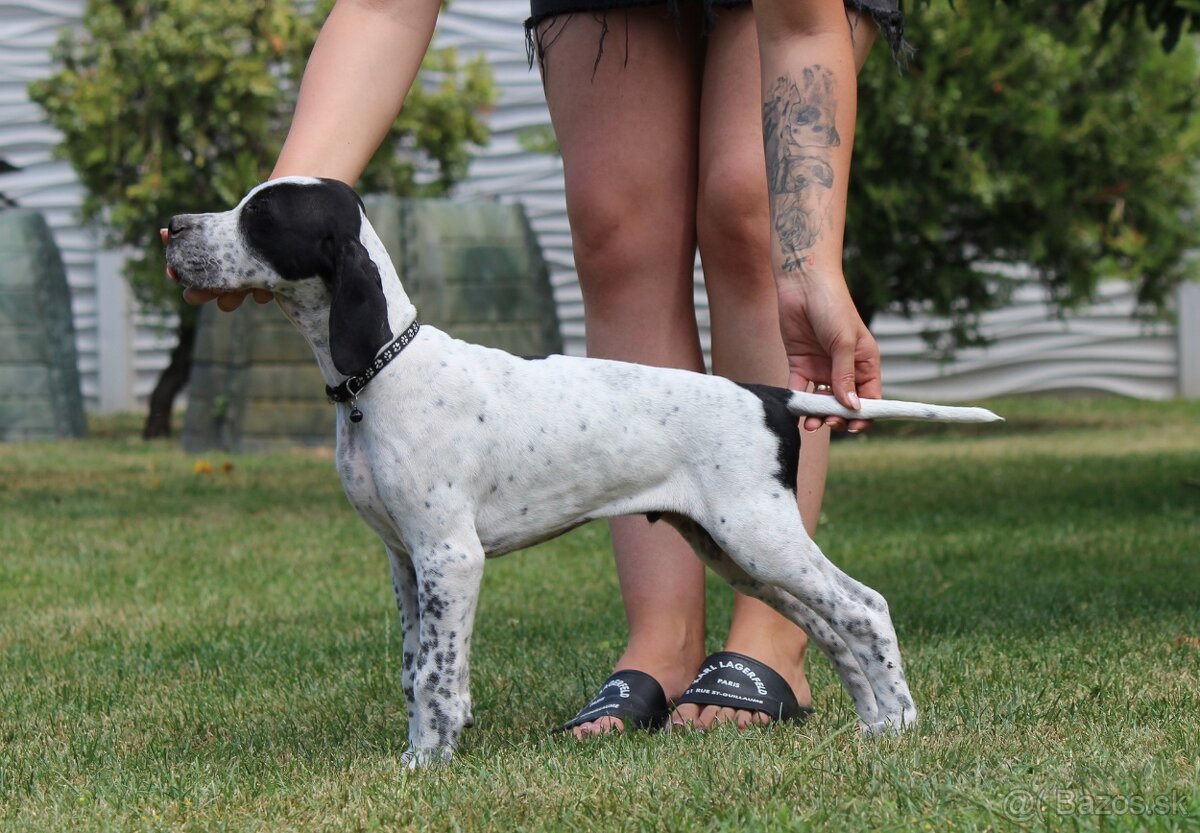 Anglický pointer - English pointer - 2