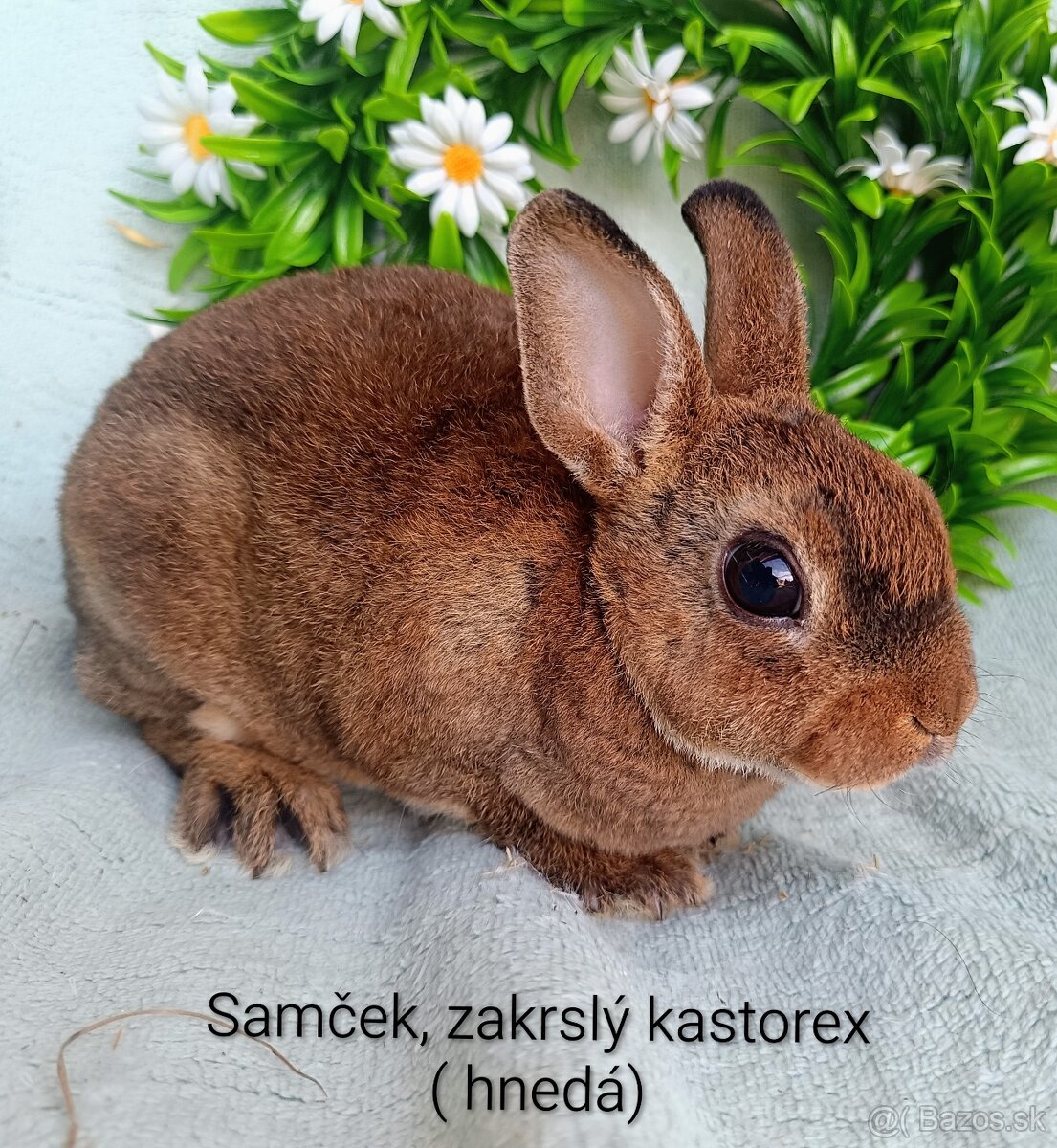 Zakrslý kastorex - samček - 2