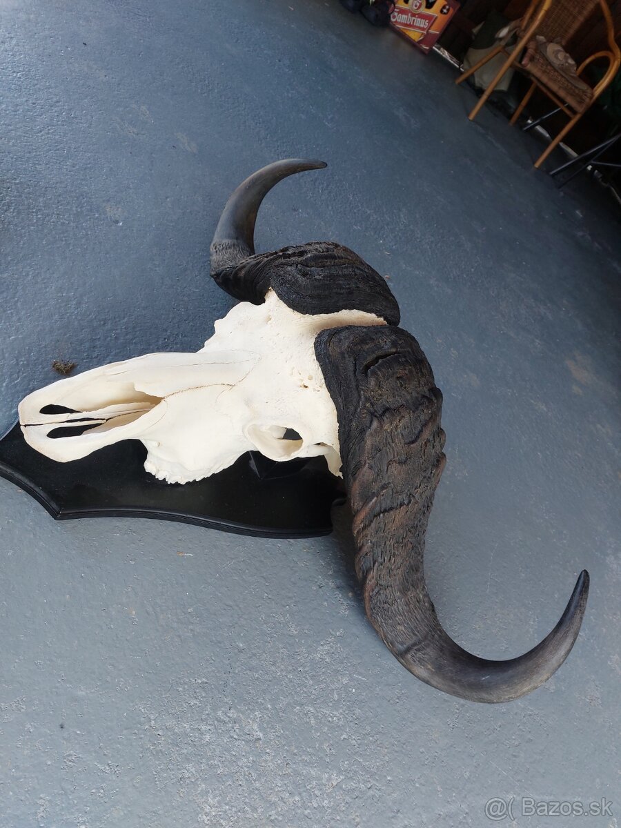 Trofej trofeje paroh parohy parozie zhody - 2