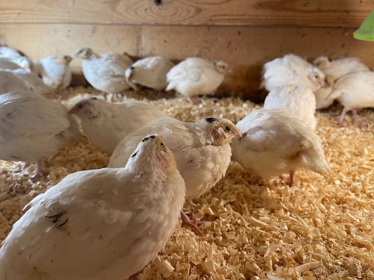 Japonské prepelice - 2