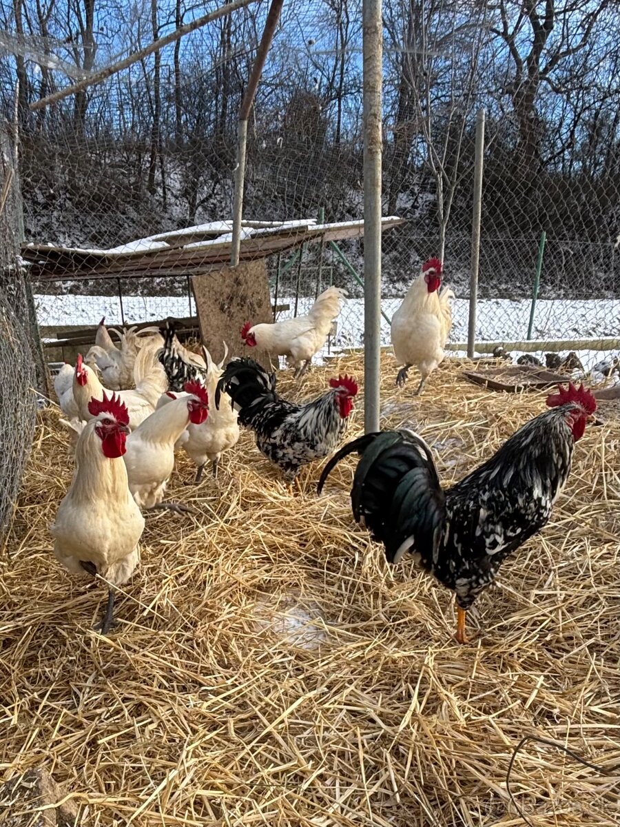 Predám domáce kohúty Bresse Gauloise. - 2