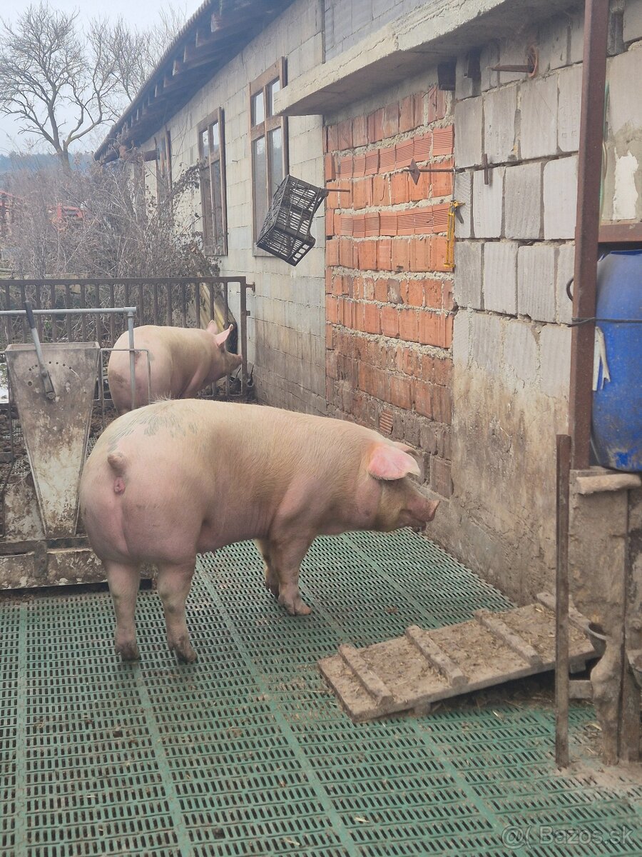 Predám ošípané - 2