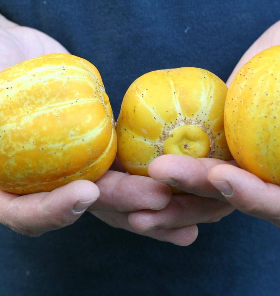 Citronové popínavé mini okurky (15 semen) - 2