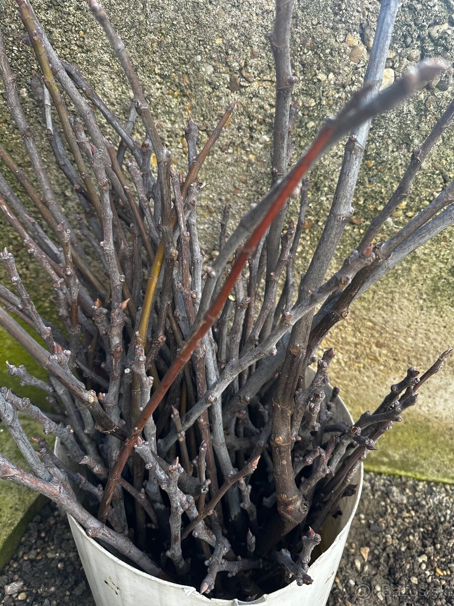 Predam vruble figovnik - 2