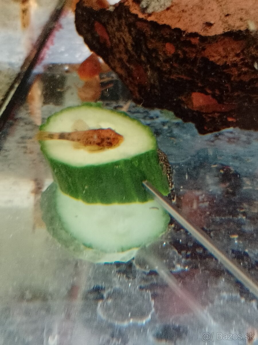 Ancistrus red x Brown LDA16. - 2