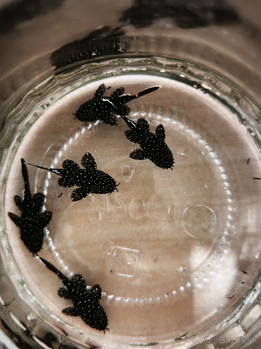 Pleco L213 - 2