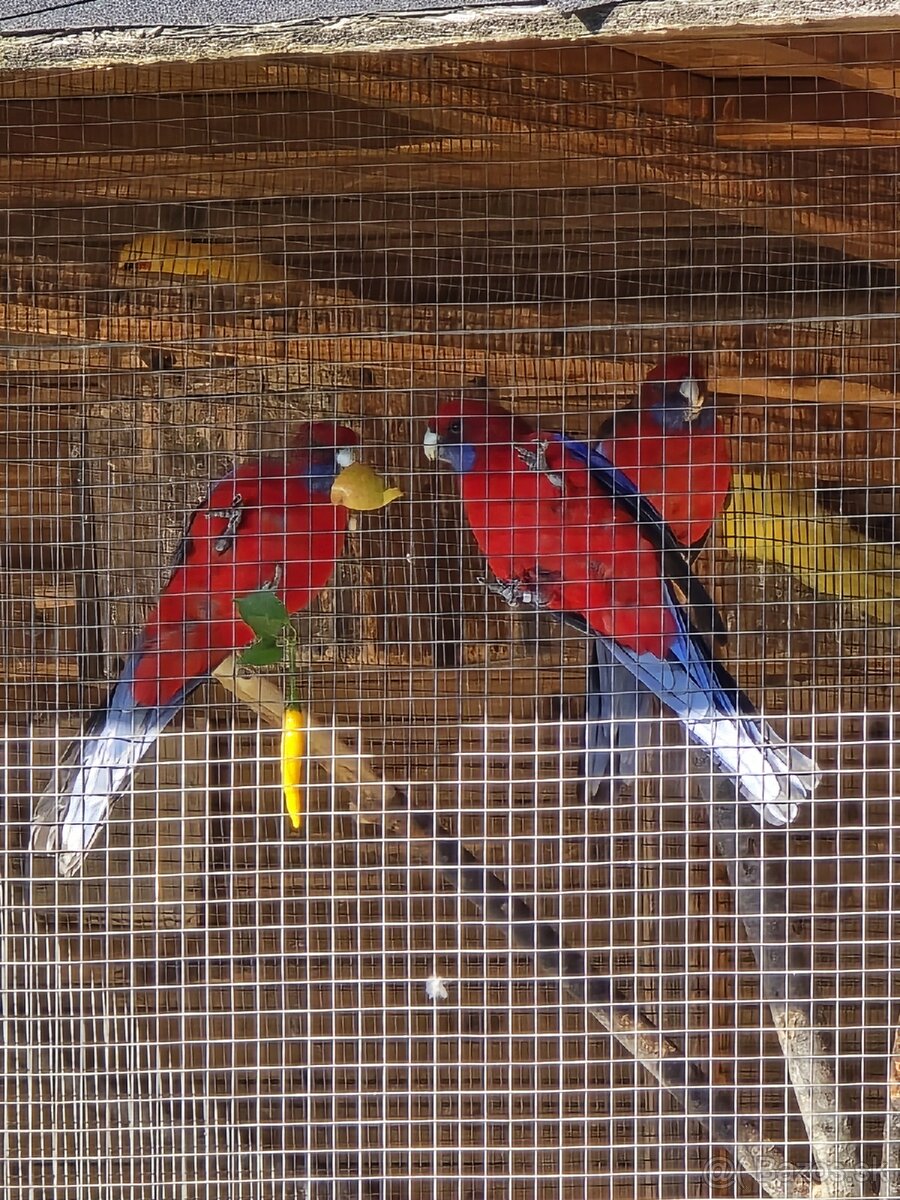 Rozela penantová / penant - 2