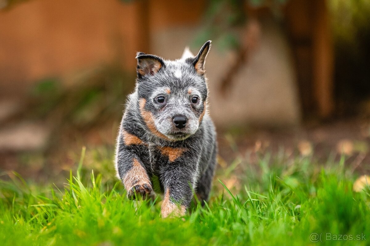 Australský dobytkarský pes s PP, ACD - 2