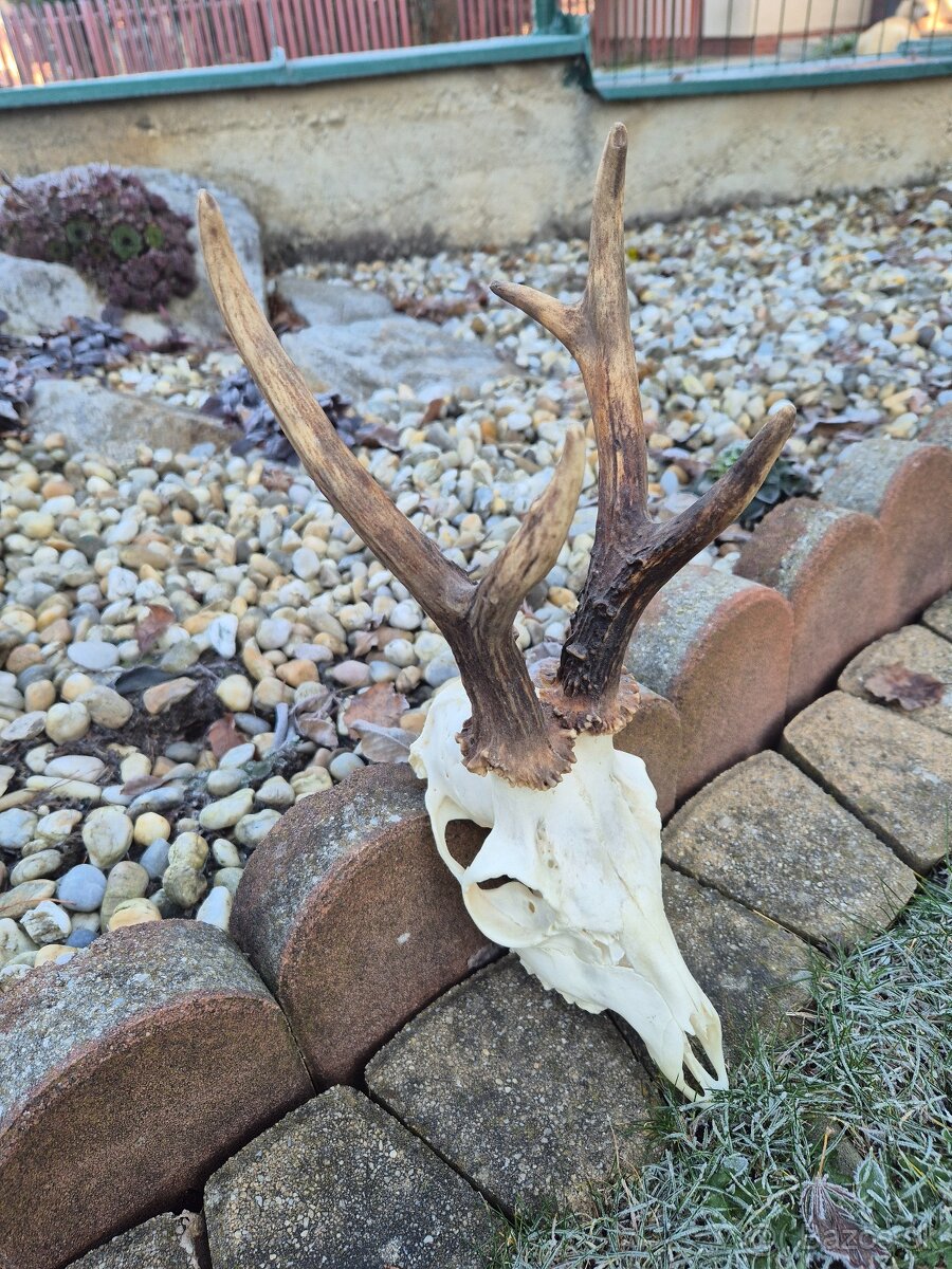 Trofej trofeje paroh parohy parozie zhody - 2