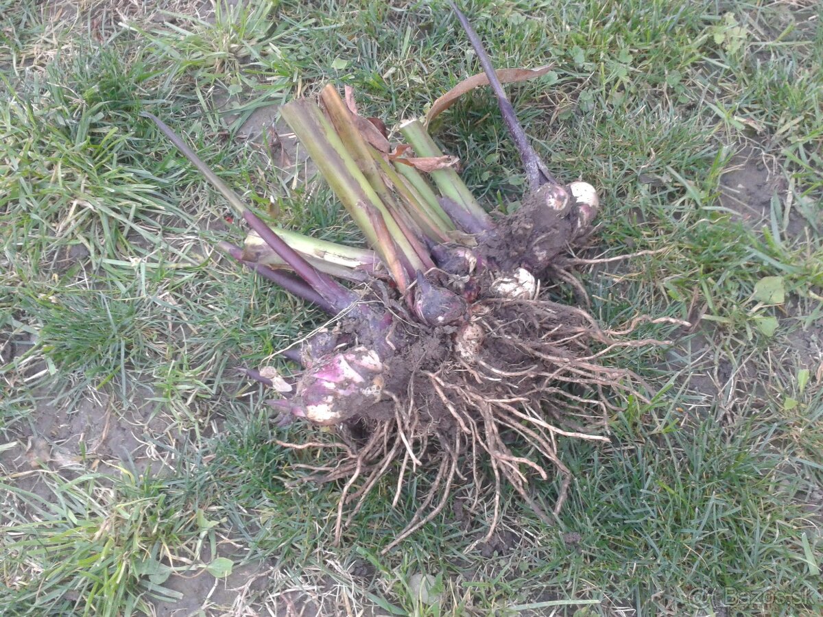 ORANŽOVÁ KANA INDICKÁ - 2