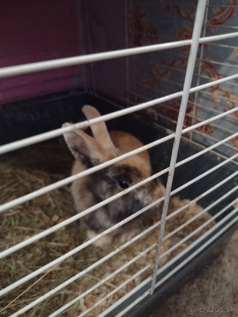 Zajačiki morské prasiatko - 2