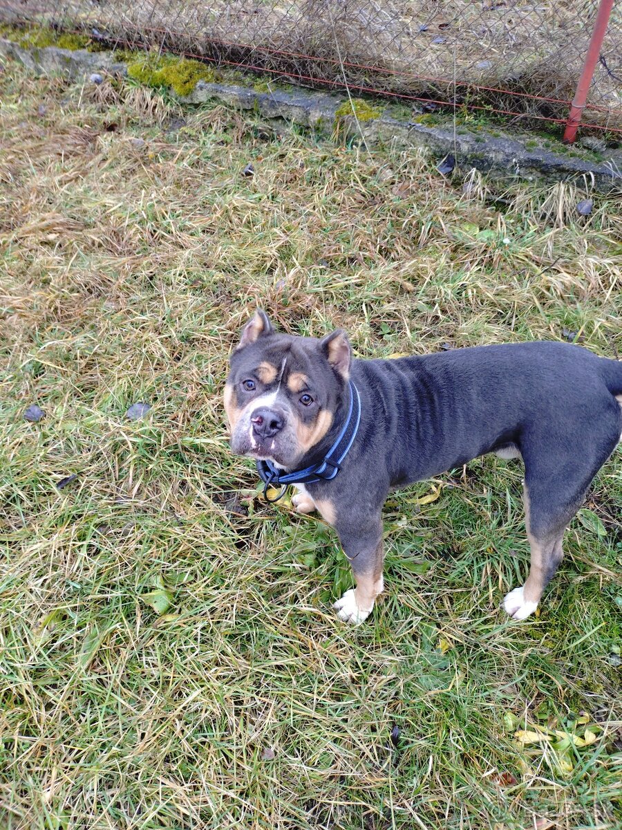 Predám psa Americký staford - 2