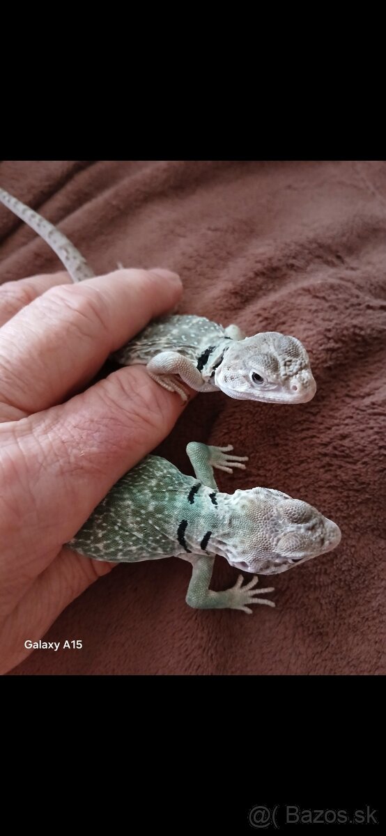 Leguanik obojkovy - 2