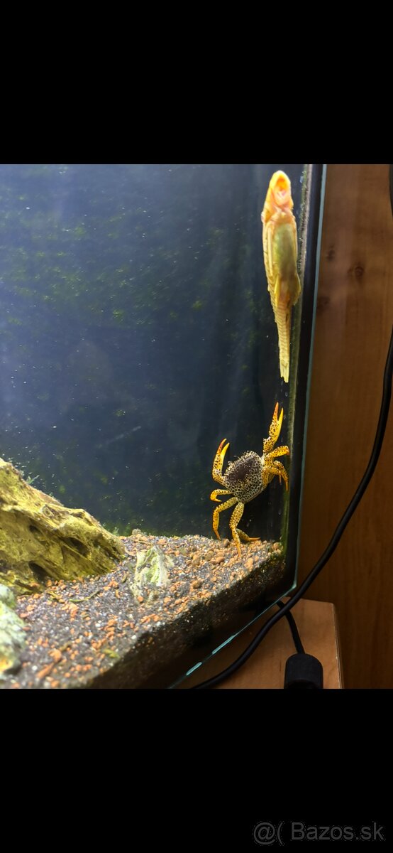 Krab Panther - 2