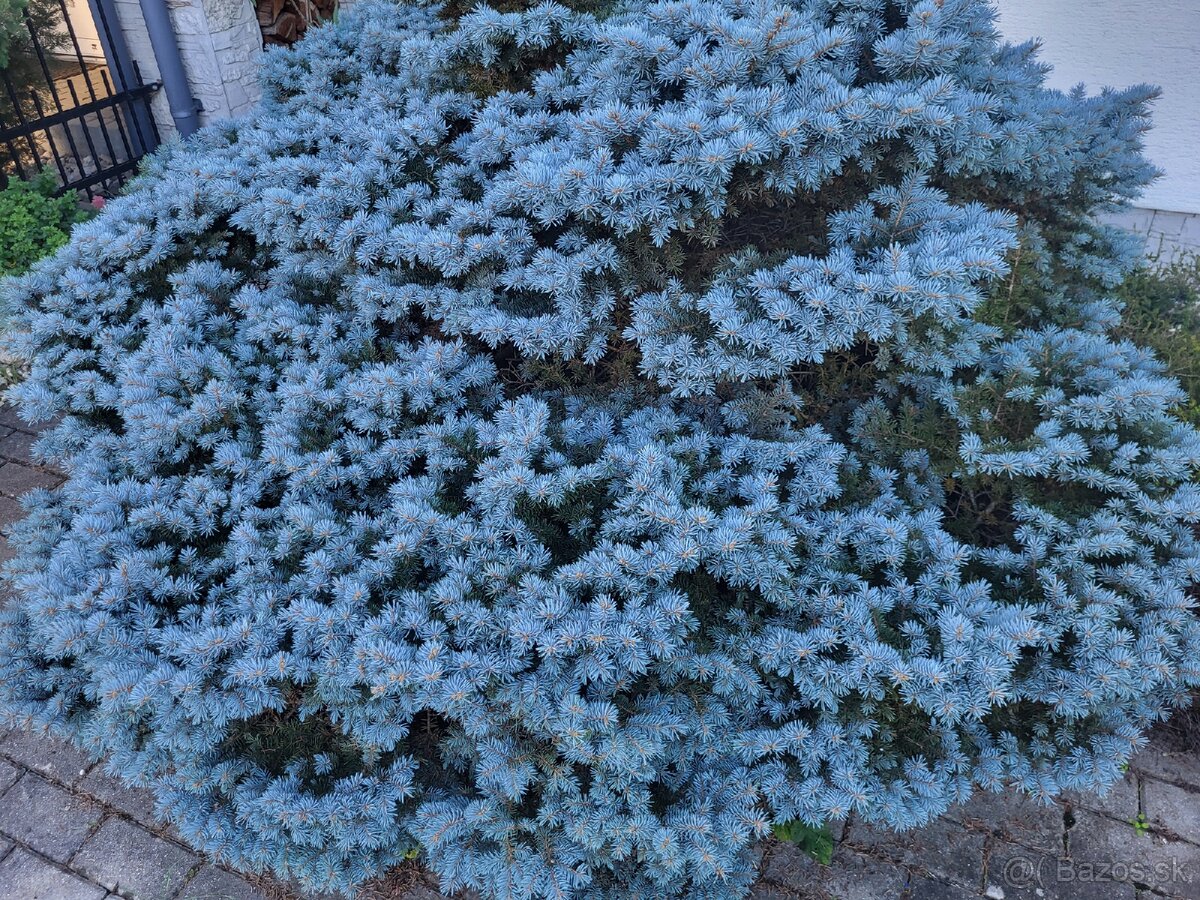 STRIHANIE ZIVEHO PLOTU - 2