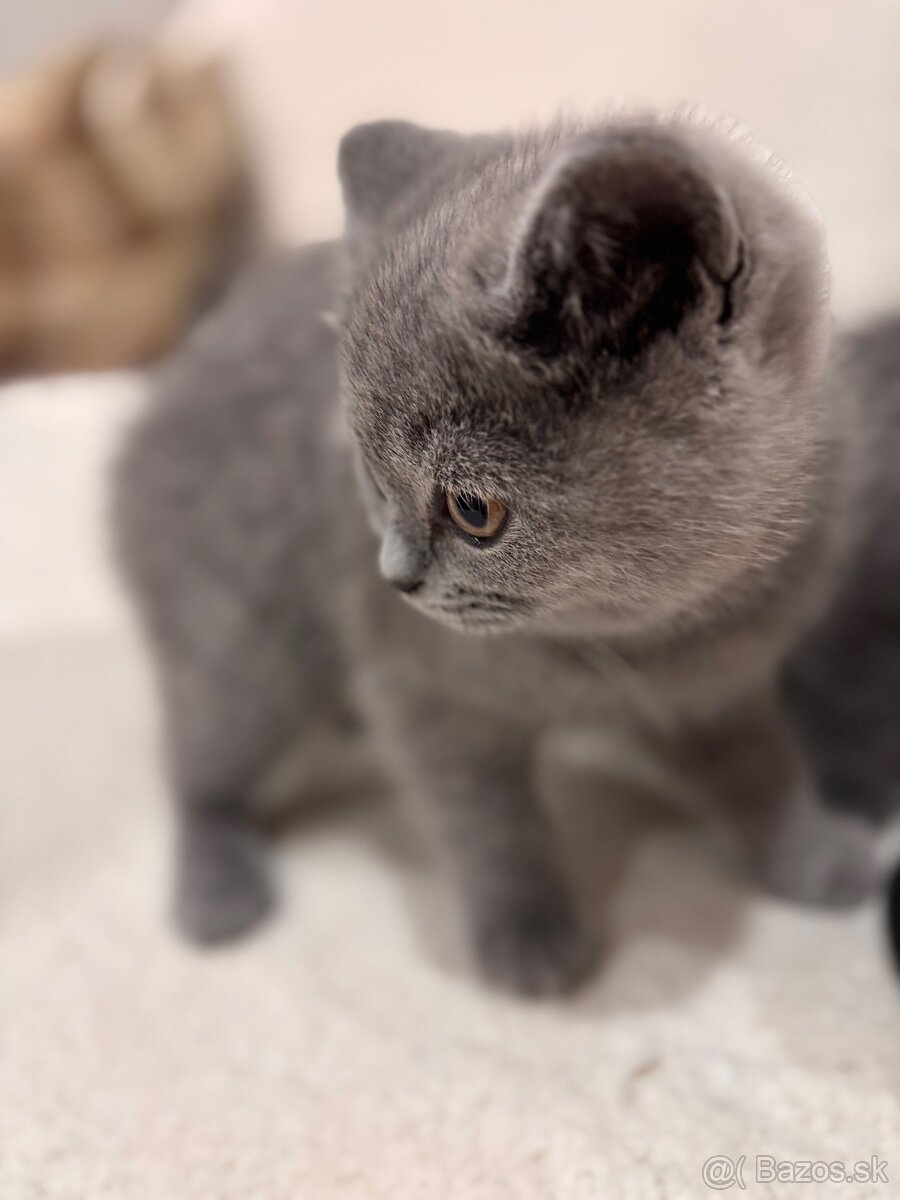 Britské maciatka - 2