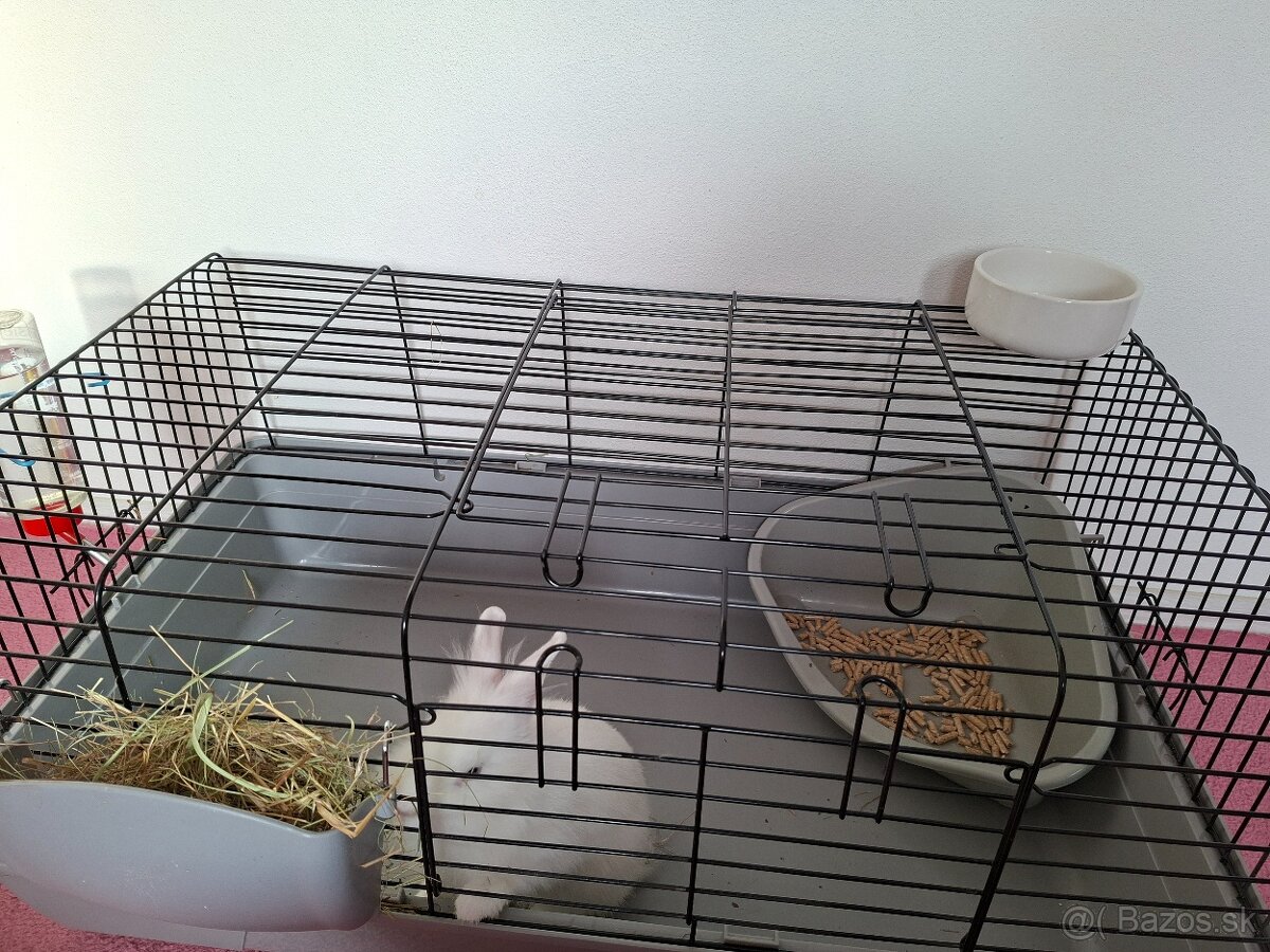 Zakrsly králik levík s modrými očkami - 2