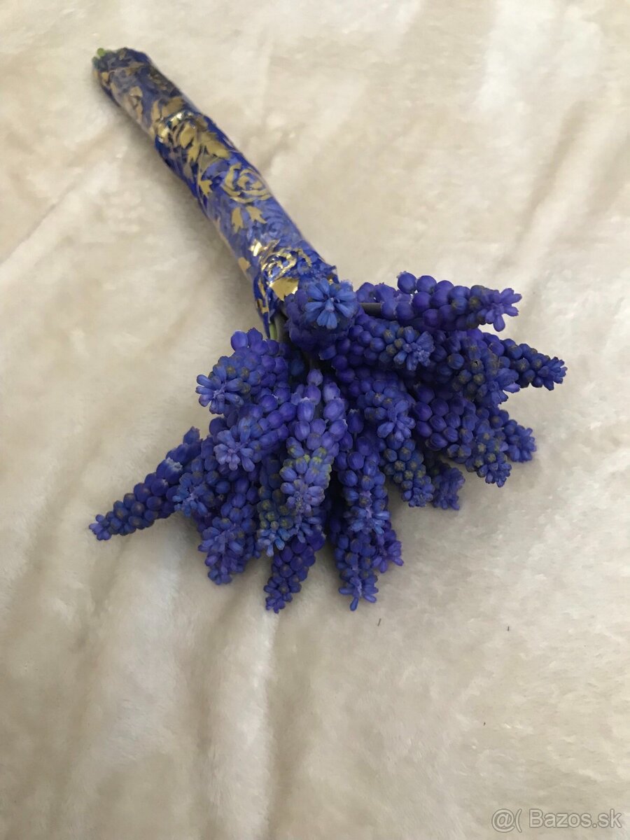 Predám MODRICU ARMÉNSKU a NARCIS, SNEŽIENKY cibulky - 2