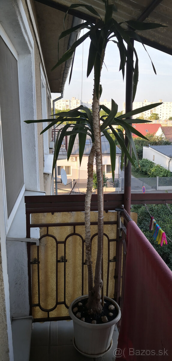Izbová rastlina yucca 2,2m - 2