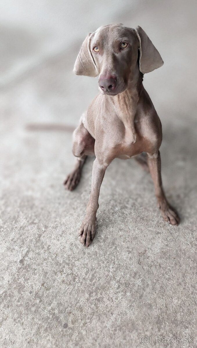 Weimarsky stavac - 2