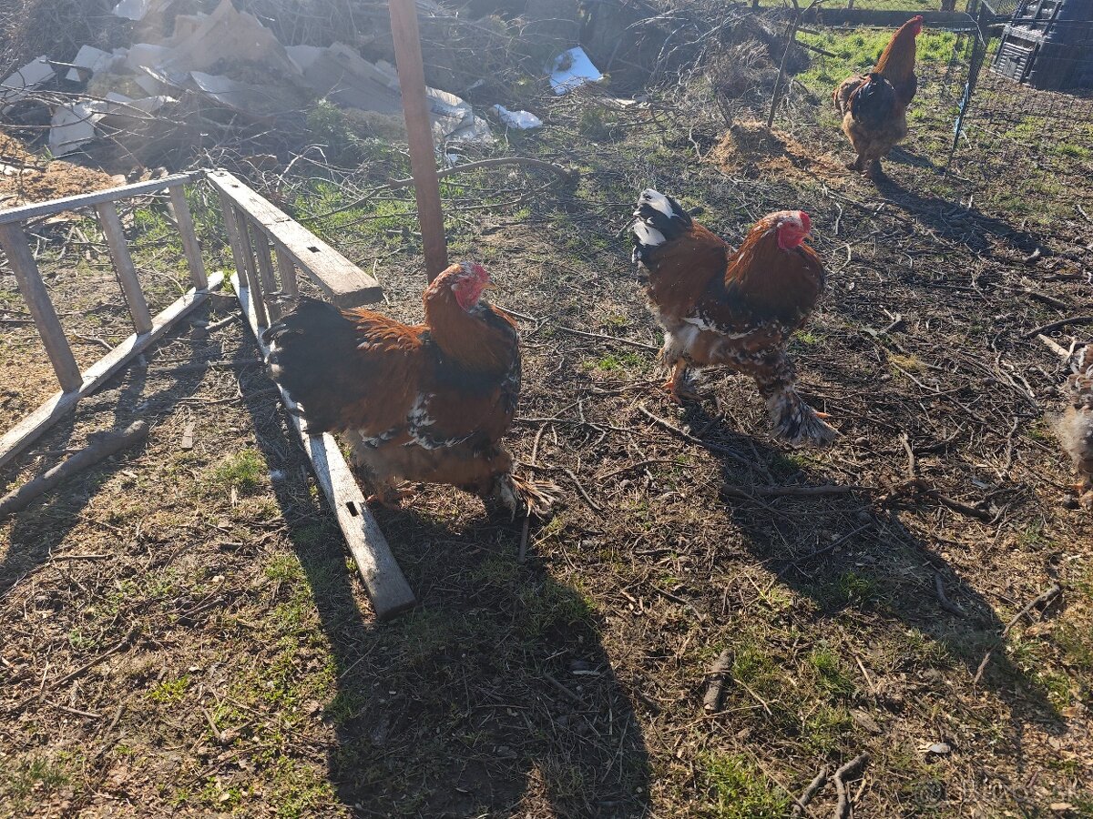 Kohúty Brahamn Splash a Liliput millefleur - 2