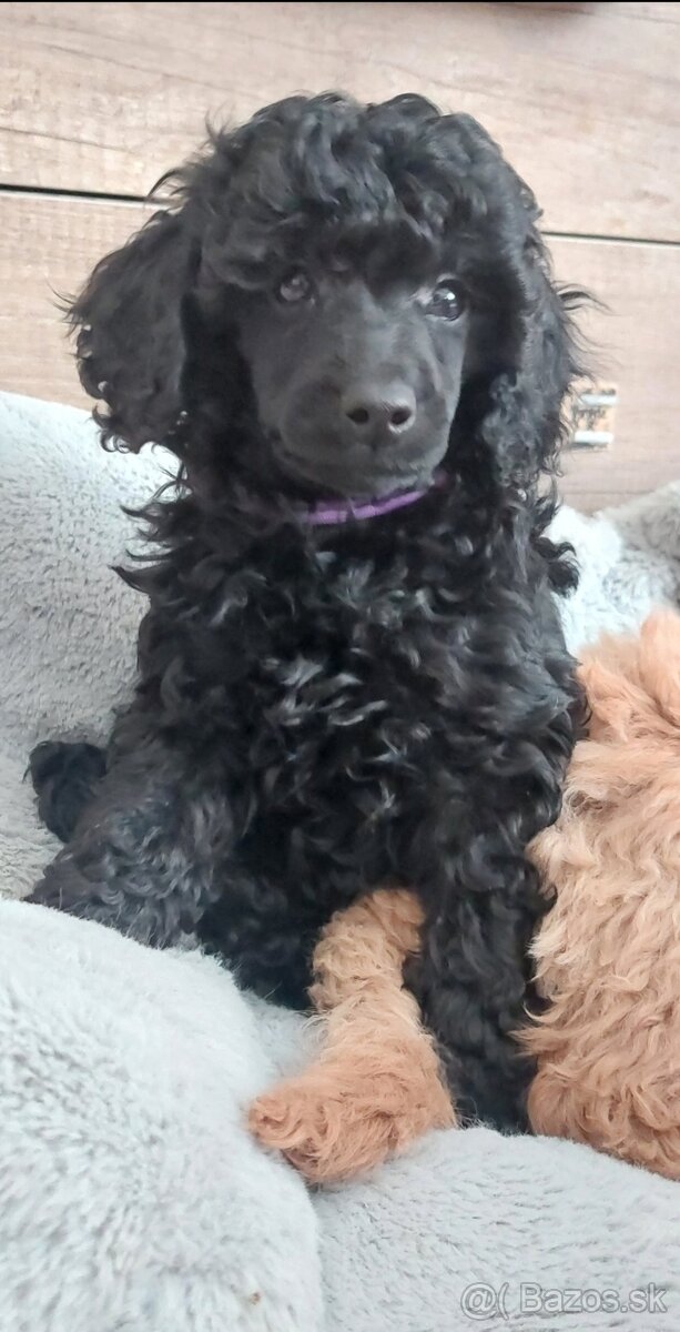 Psík pudel /pudlík/ s PP - 2