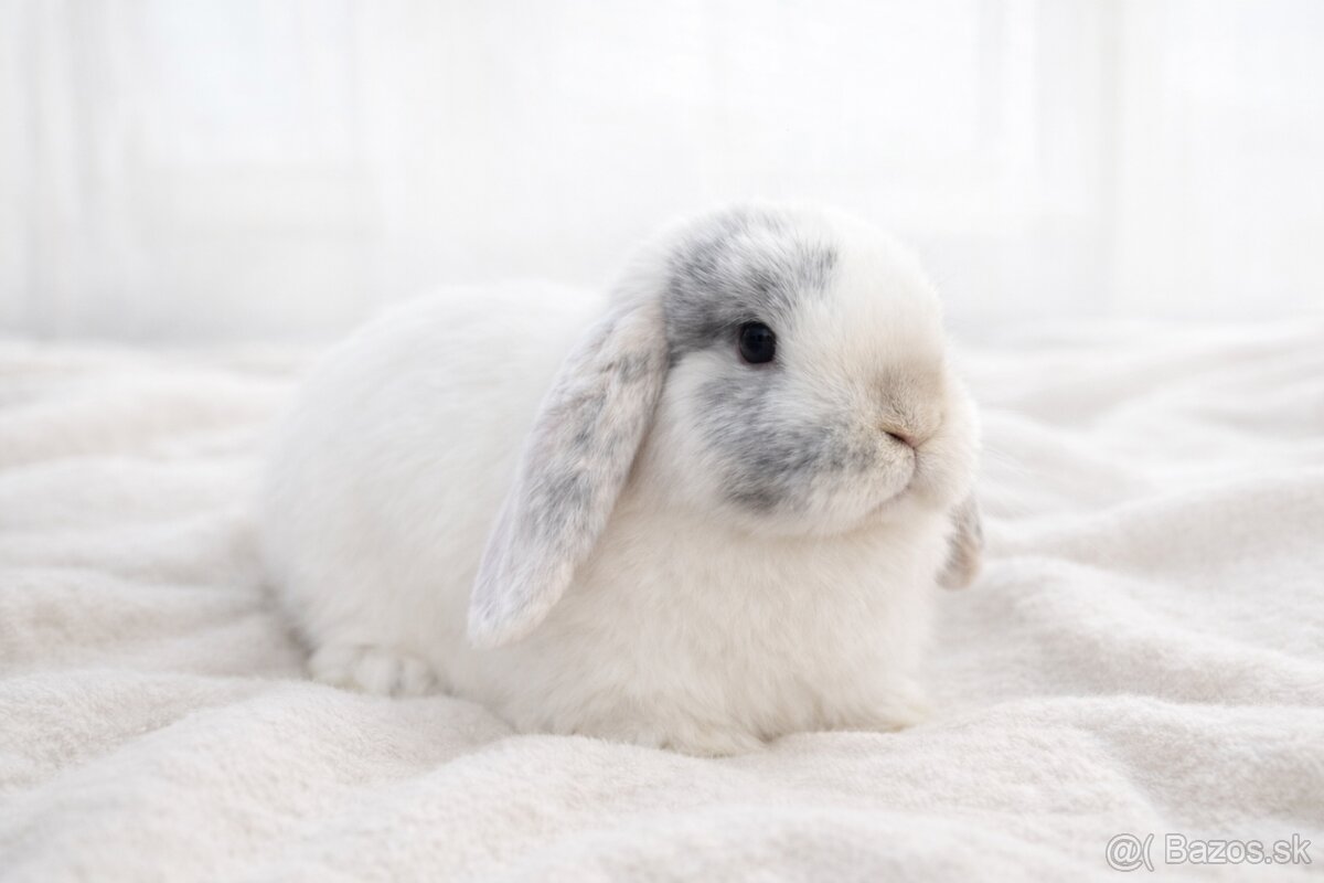 minilop samička 🐰❤️ - 2