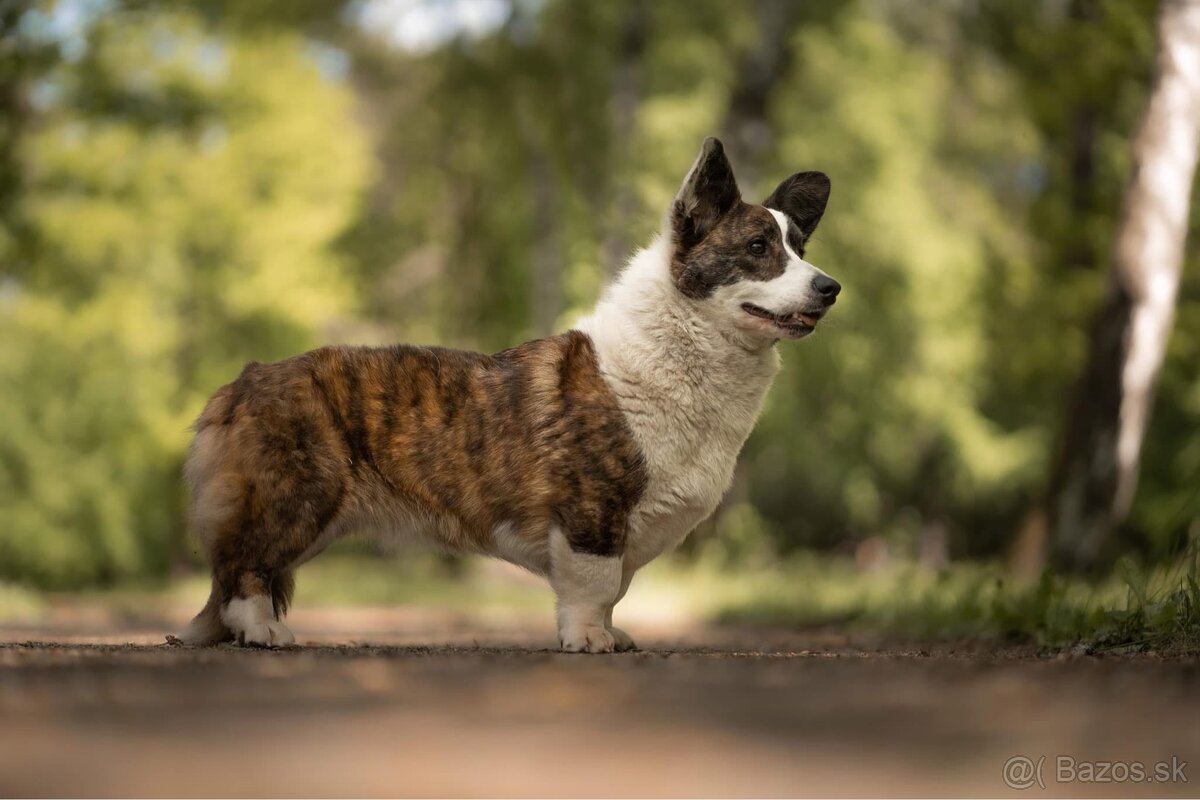 Welsh Corgi chovná fenka - 2