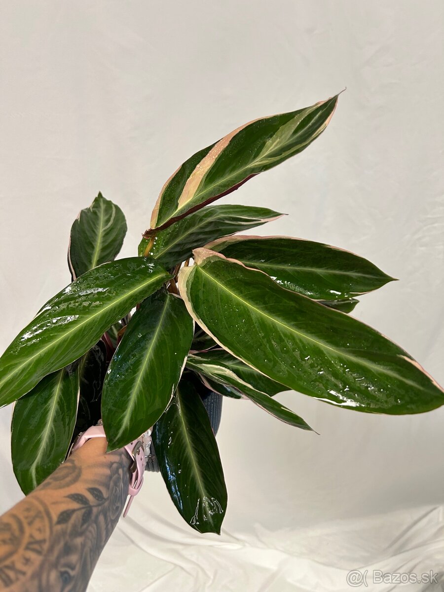 Stromanthe Triostar - 2