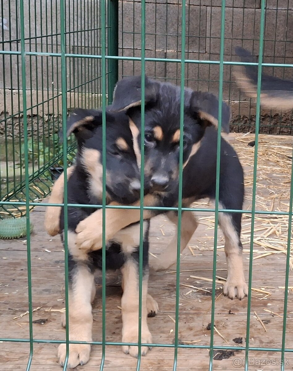 Nemecký ovčiak šteniatka - 2