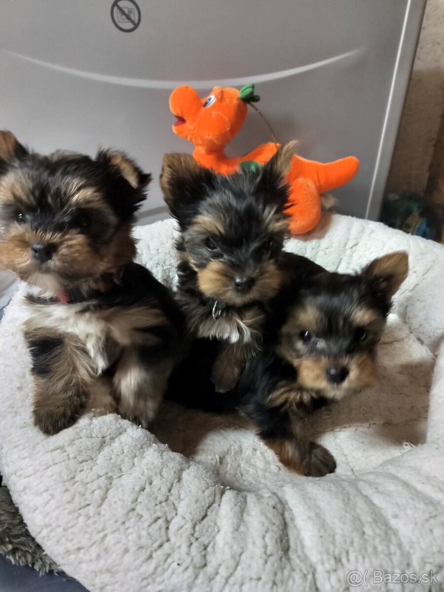 Yorkshirsky teriér - 2