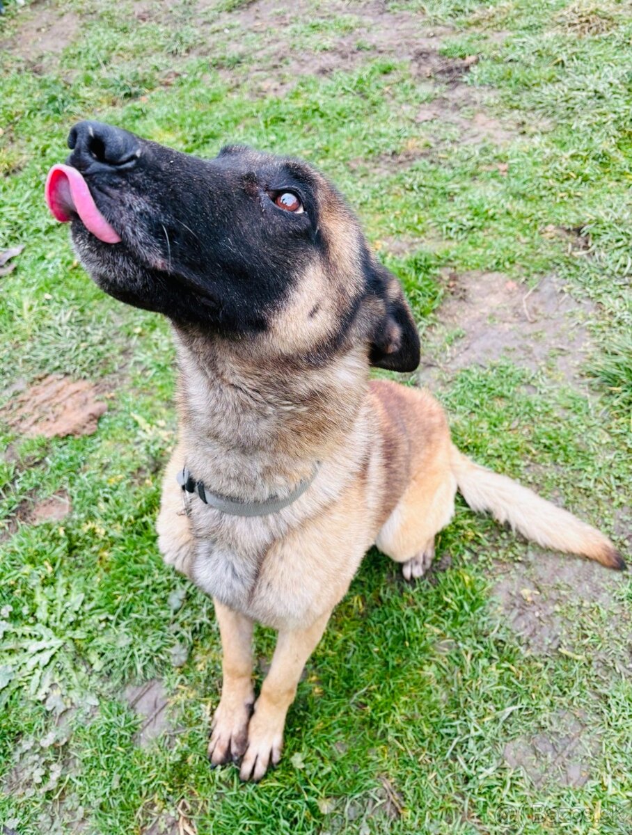 Belgický ovčiak - 2