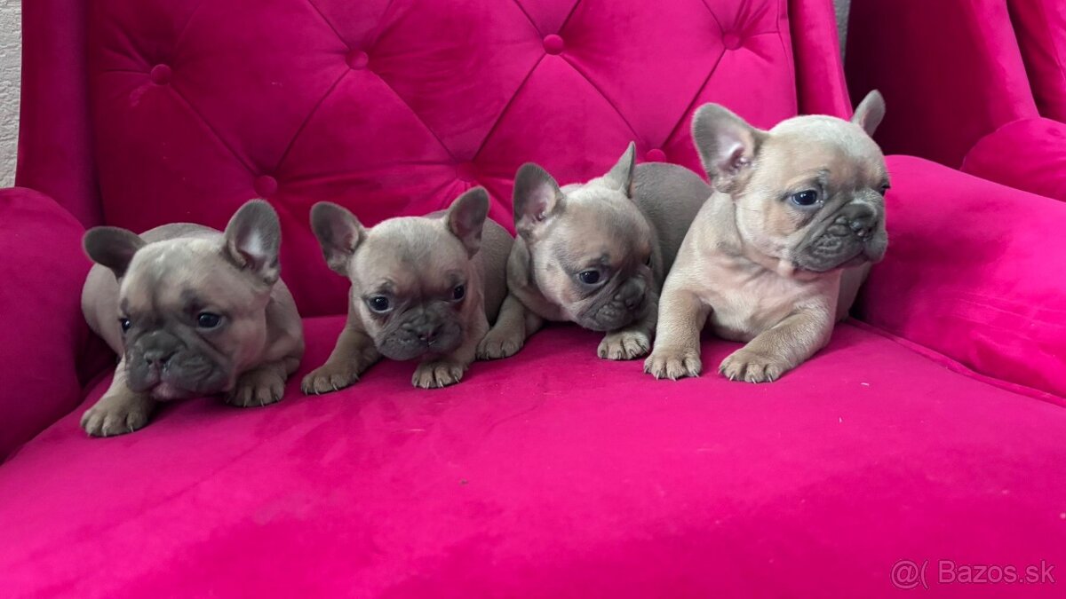 francúzky buldoček - 2