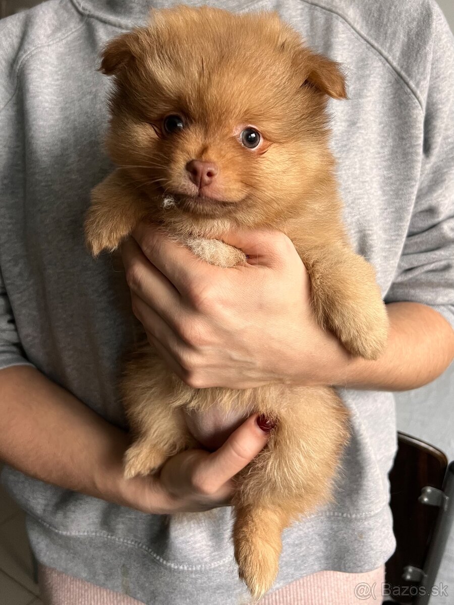 Na predaj - šteniatka nemecký špic oranžový - 2
