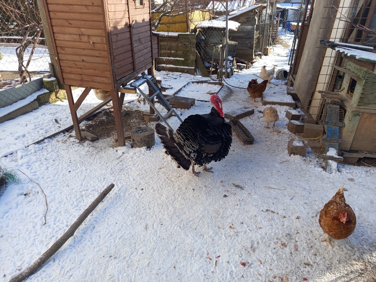 Moriak bronzový - 2