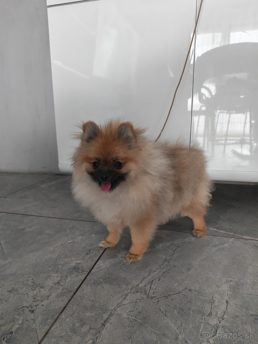 Pomeranian FCI - 2