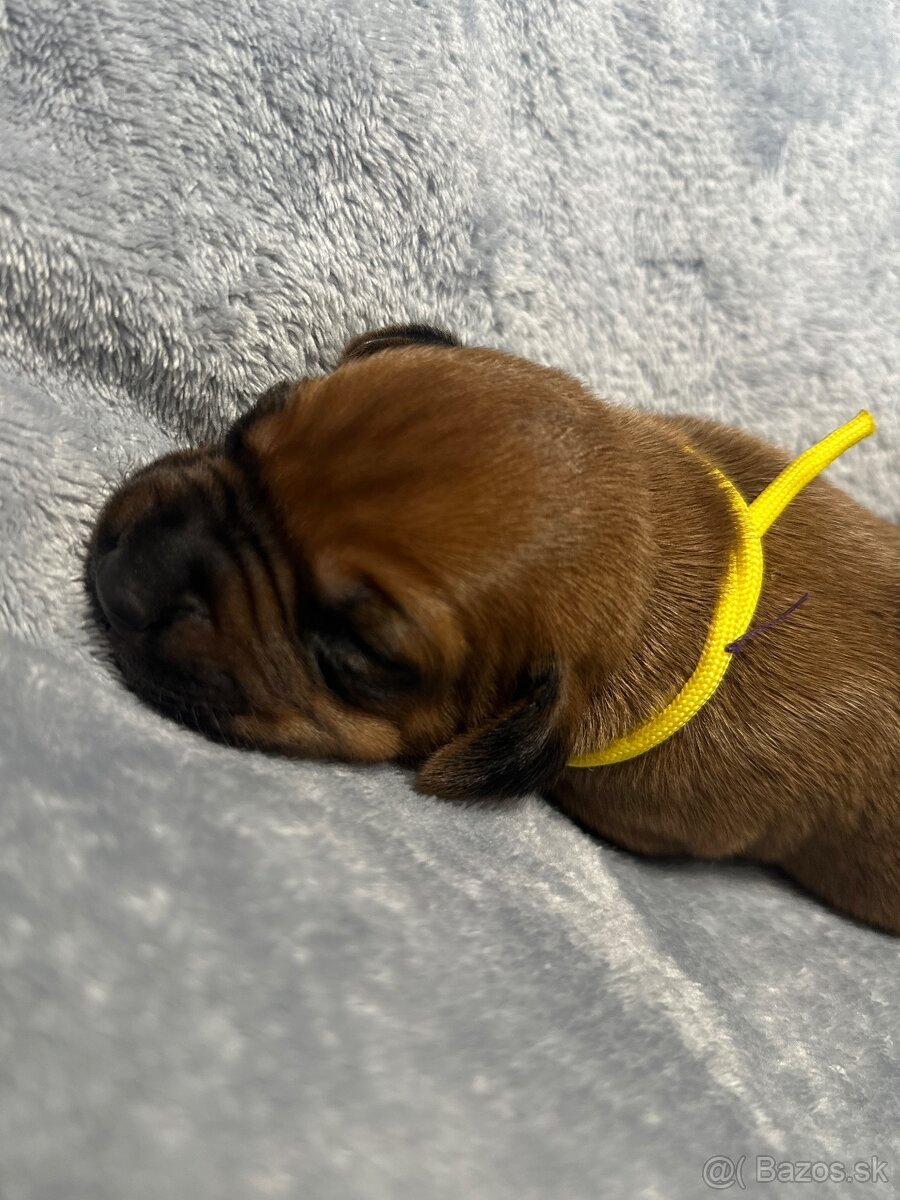 Rhodesian Ridgeback s preukazom pôvodu - 2