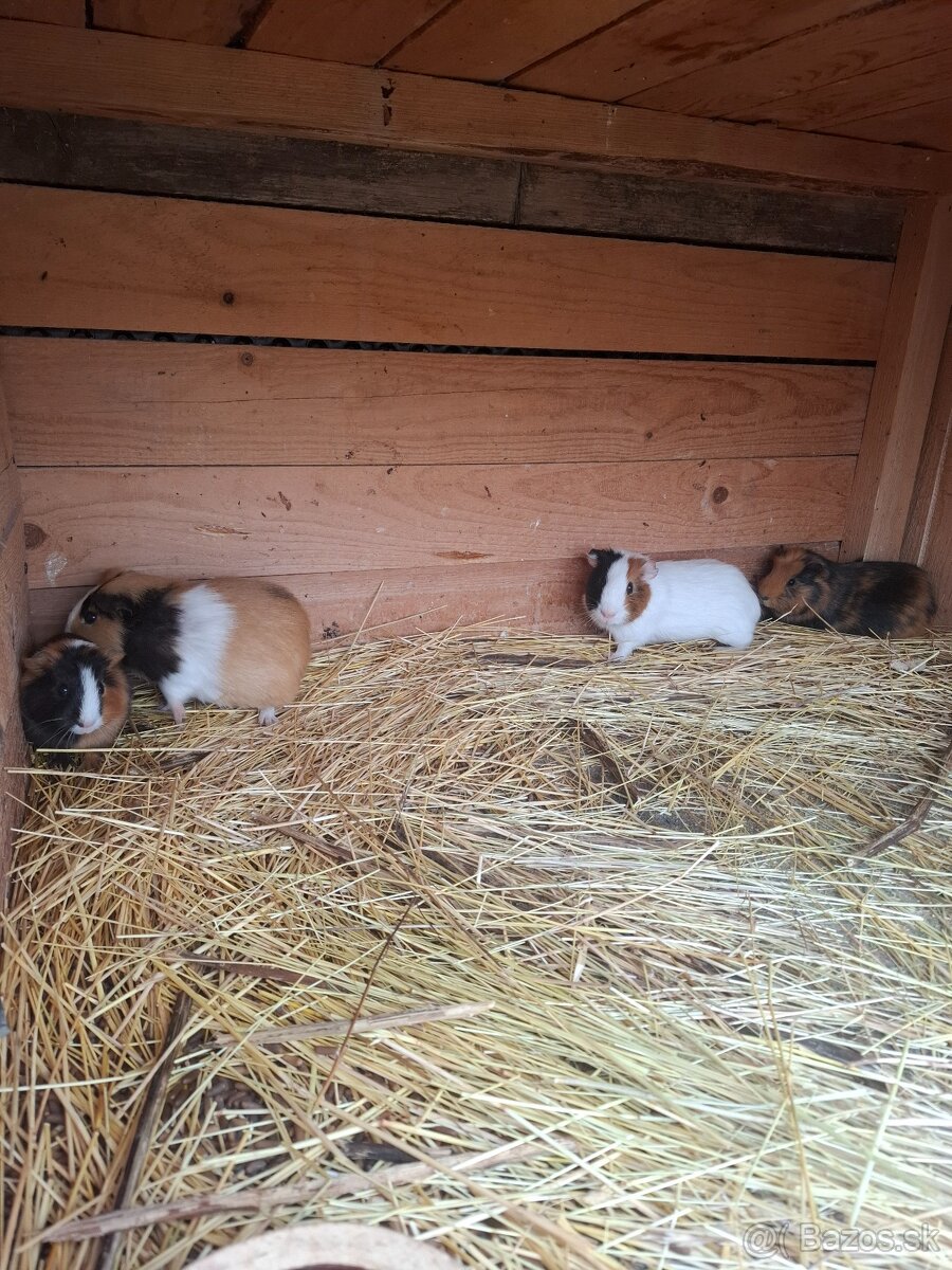 Morča , morské prasiatko, prasiatka - 2