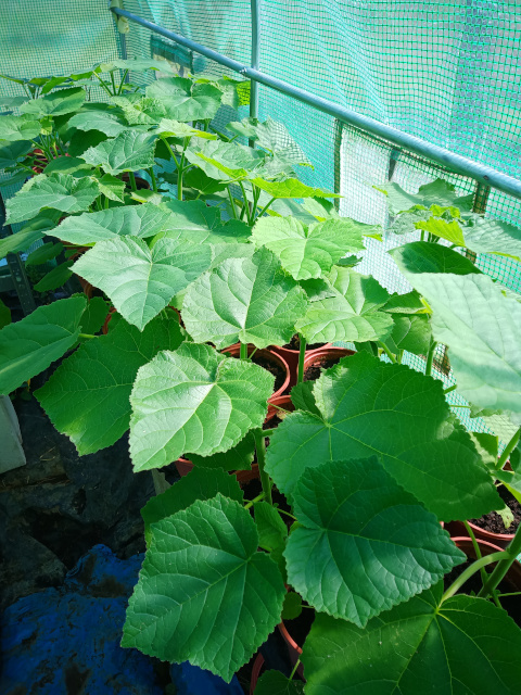 Paulownia Tomentosa - MULTIFUNKČNÝ strom - 2