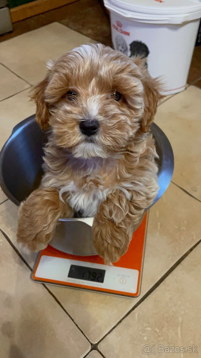 Predám luxusné šteniatko maltipoo mini fenku - 2
