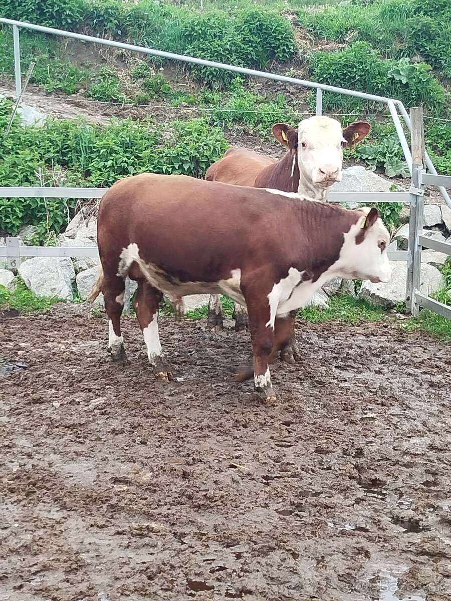 Hereford býk. - 2