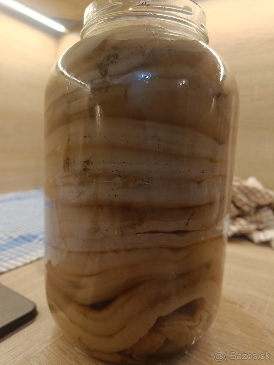 Scoby - KOMBUCHA - 2
