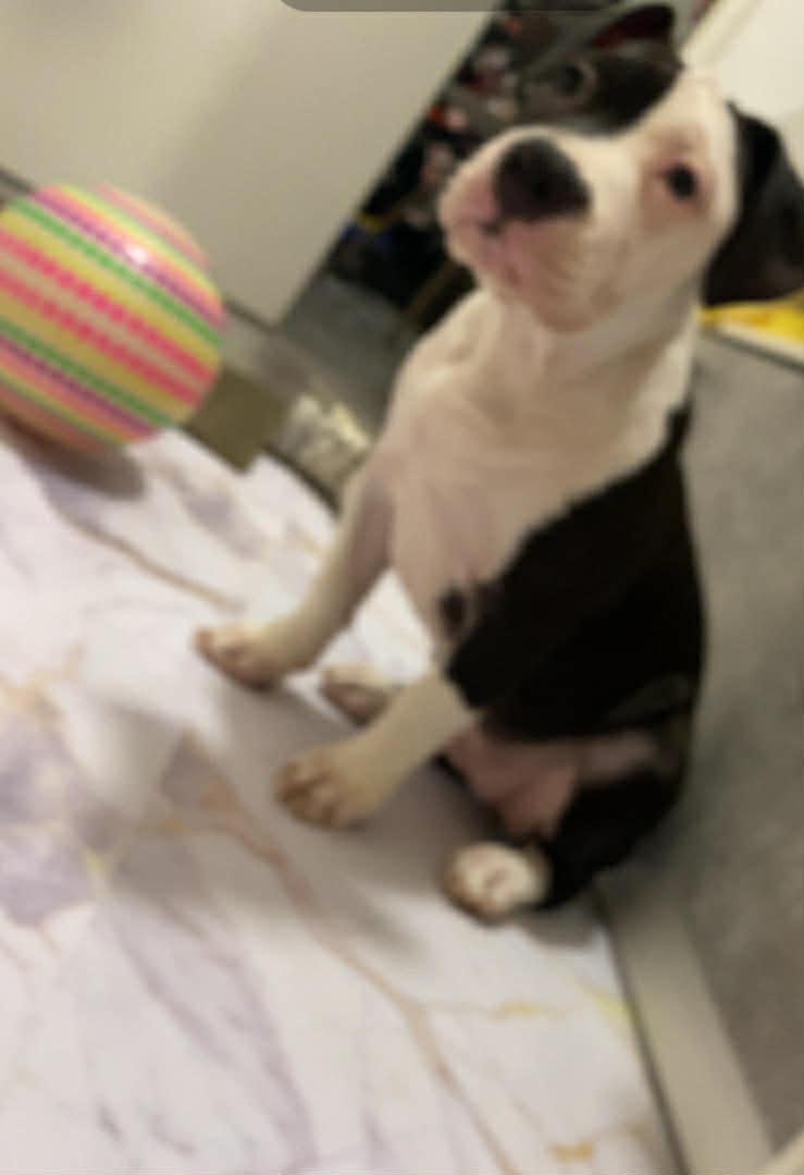 Predám Američan Bull xl - 2