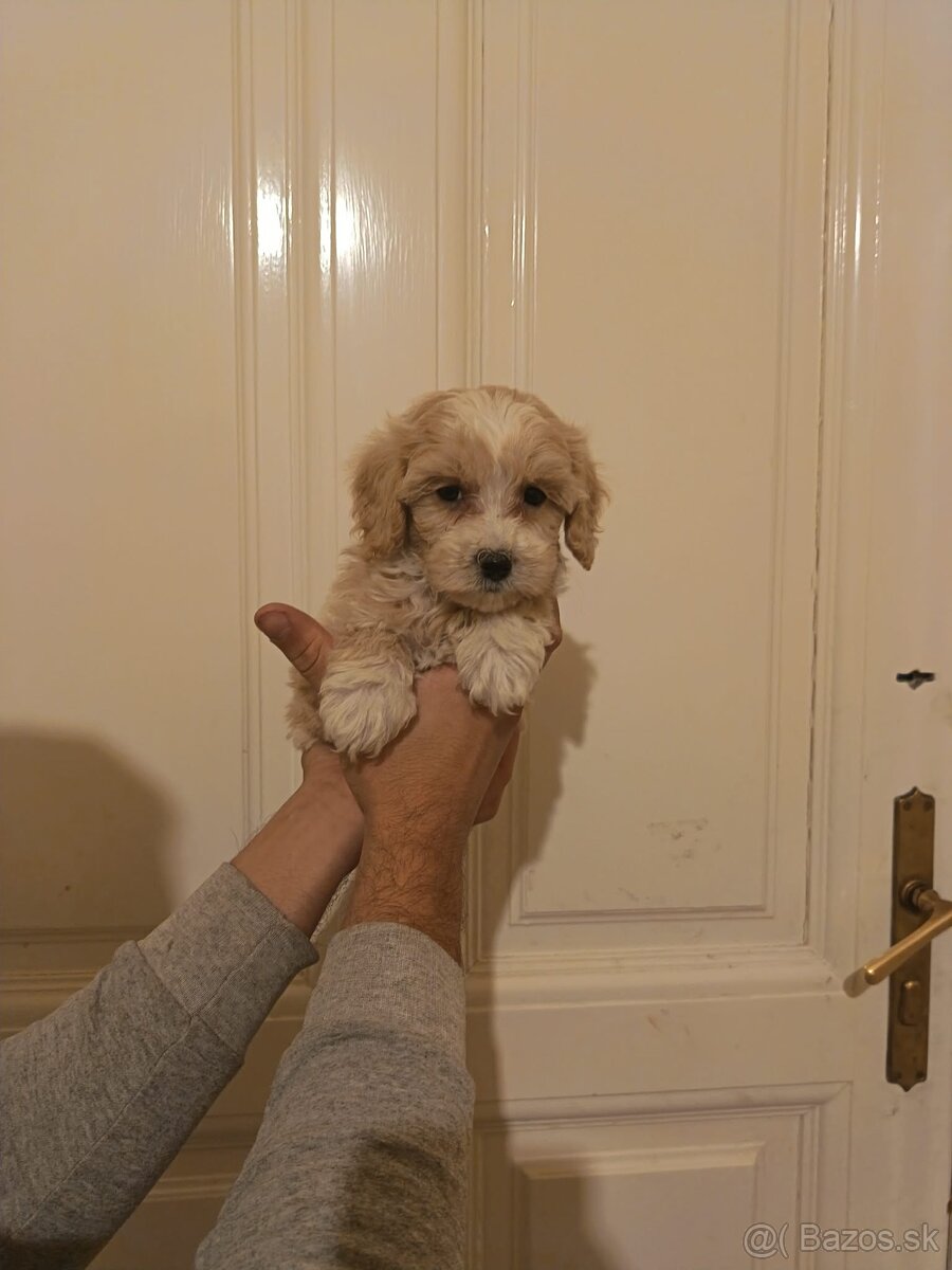 Maltipoo fenka / chalpec - 2