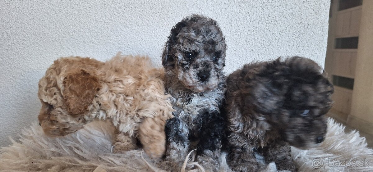 Trpaslíči pudel pudlik - 2